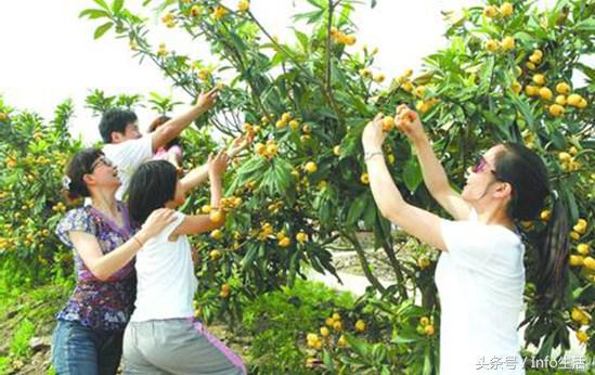 吃了枇杷过后指甲黄怎么办,黄了枇杷