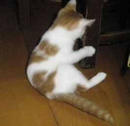 原来不只有相马经，还有《相猫经》，这些猫的名字你听说过吗