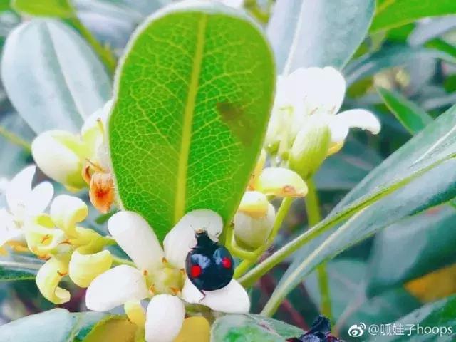 那么多关于温江的回忆,这让我怎么注销QQ