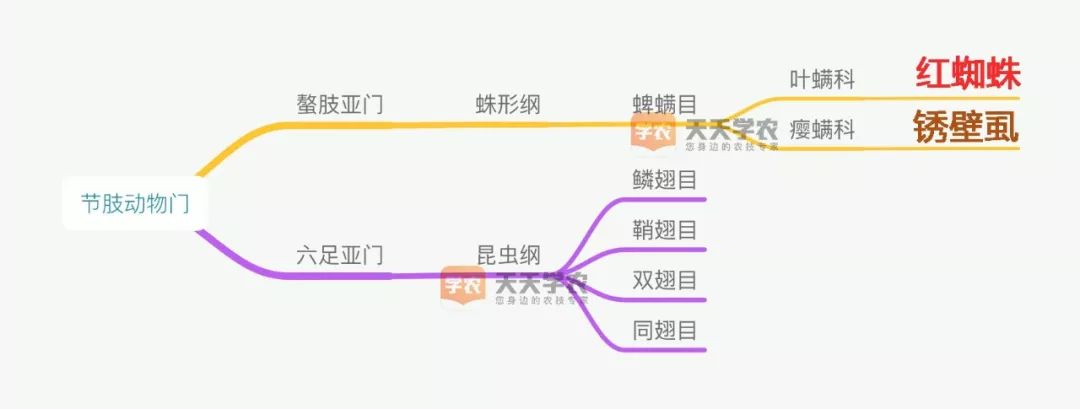 柑橘锈壁虱是螨虫红蜘蛛造成的吗,柑橘红蜘蛛爆发时期