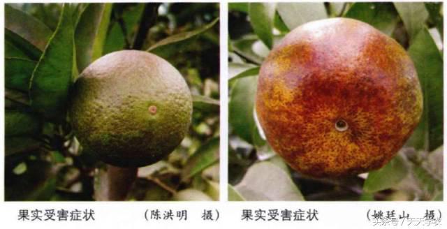 柑橘重点防治锈壁虱红蜘蛛,柑橘红蜘蛛与锈壁虱是螨类吗