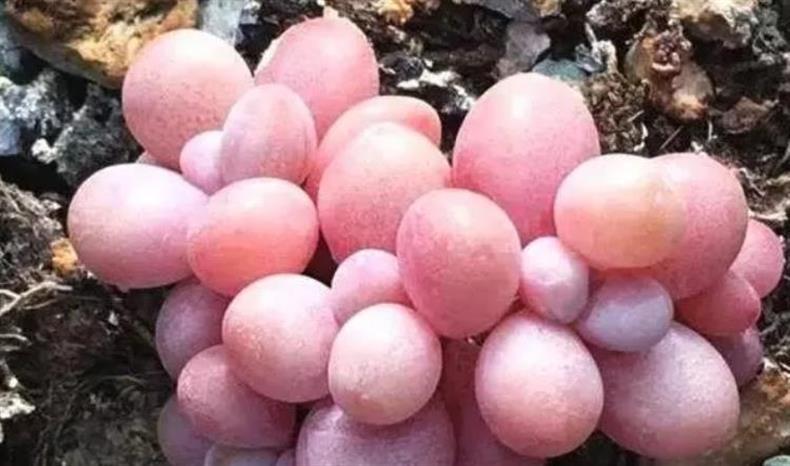 多肉桃蛋怎么快速上色,多肉桃蛋怎么叶插100%成活
