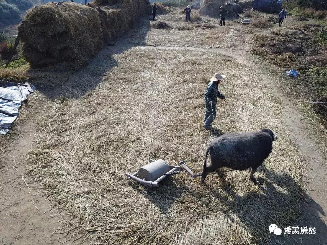 浠水小调采莲船,浠水戏曲采莲船