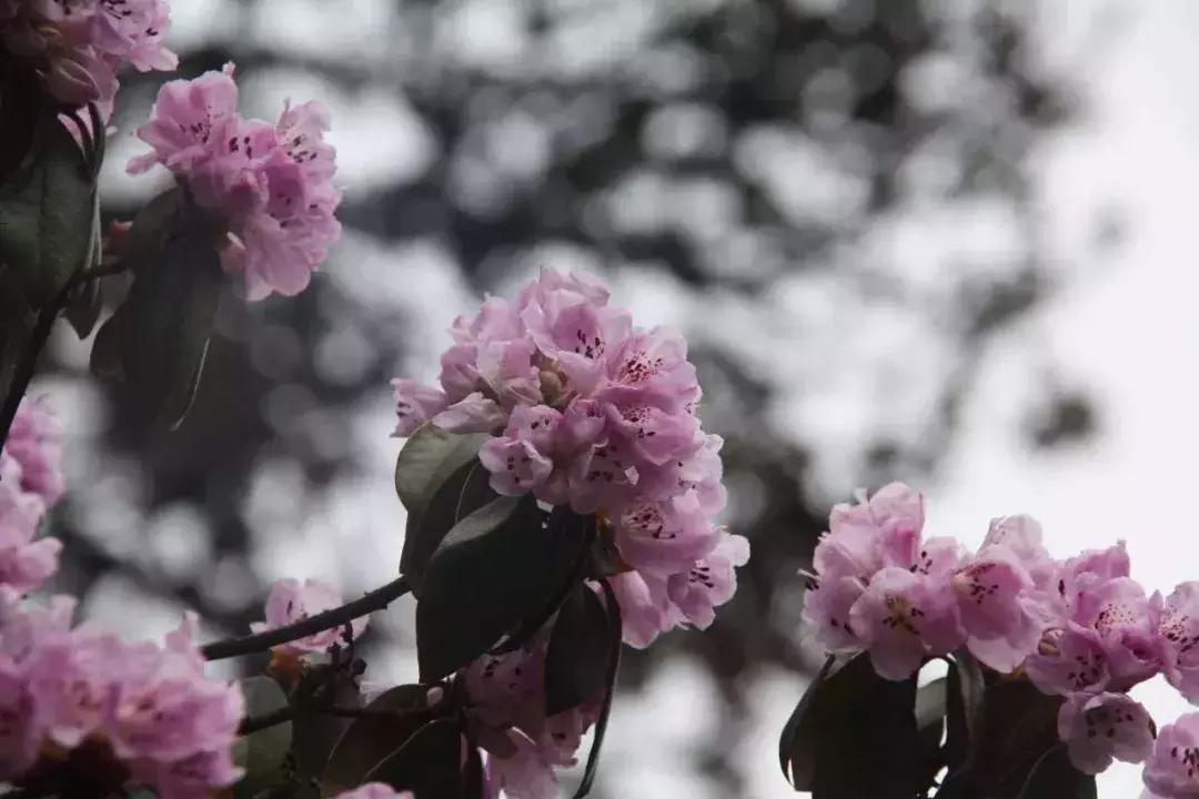 母亲节带老妈来赏花,母亲节带妈妈去公园