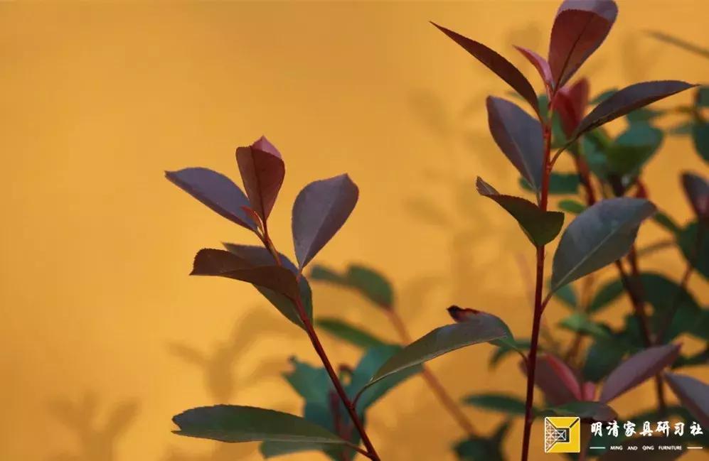 金丝楠市场现状,金丝楠乱象