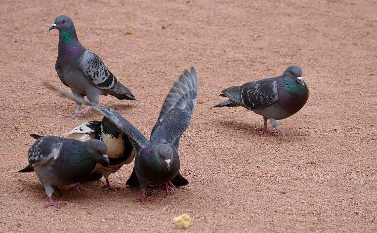 爱鸽翅膀弯曲甚至折断了，你该做什么？