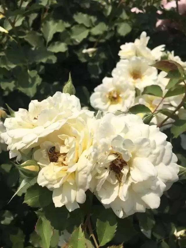 玫瑰月季和月季有区别吗,玫瑰月季如何区别品种图解