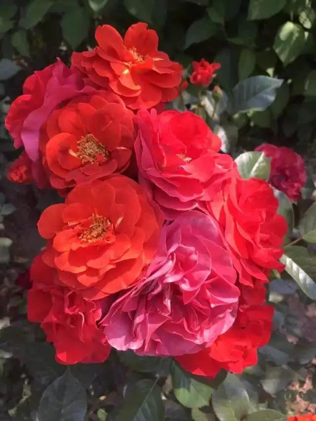 玫瑰月季和月季有区别吗,玫瑰月季如何区别品种图解