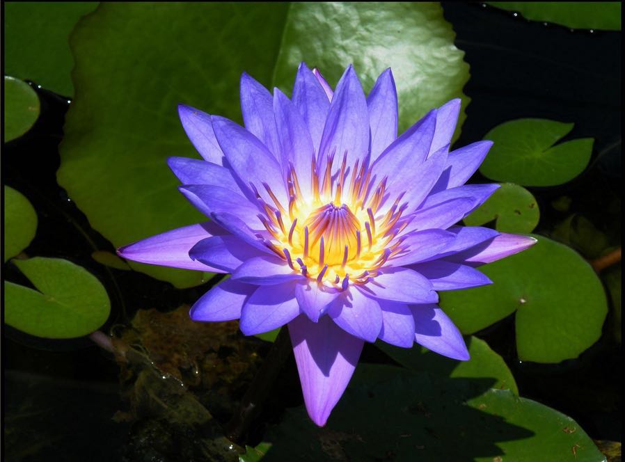 女人美容养颜的中药茶,女人美容养颜的养生茶图片