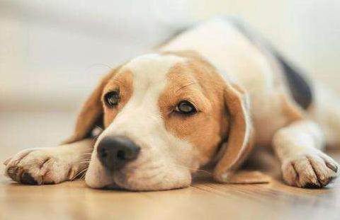 母狗发情期，你准备好应对方法了吗？