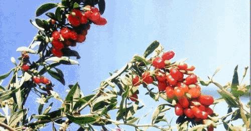 政军散文｜没有什么不可能-看德国队绝杀瑞典队