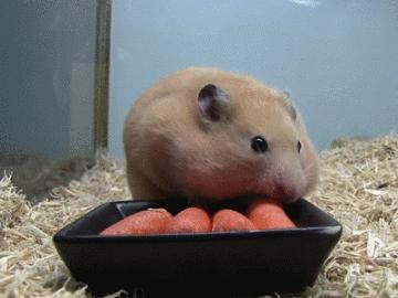 你过来一下仓鼠表情包,仓鼠表情包整套叫什么