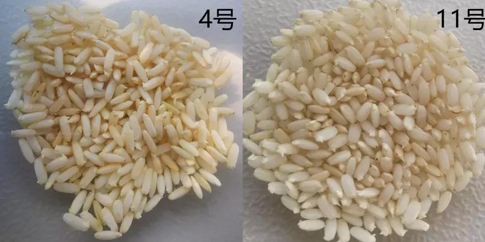 好吃的糙米饭推荐有味道,最好吃的糙米饭