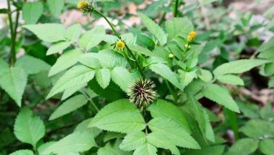 农村到处有的鬼针草,农村鬼针草