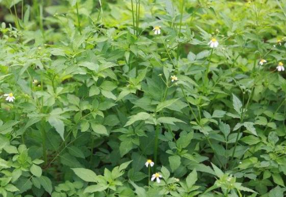 农村到处有的鬼针草,农村鬼针草