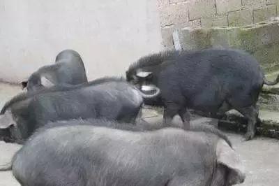 怀化又有3个特产被国家保护