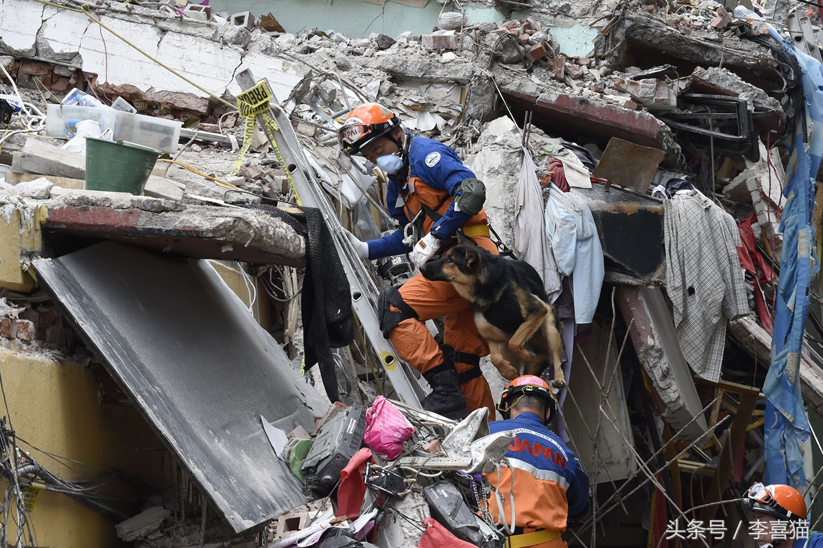 搜救犬英勇牺牲致敬忠诚战士,盘点那些搜救犬救人的感人瞬间