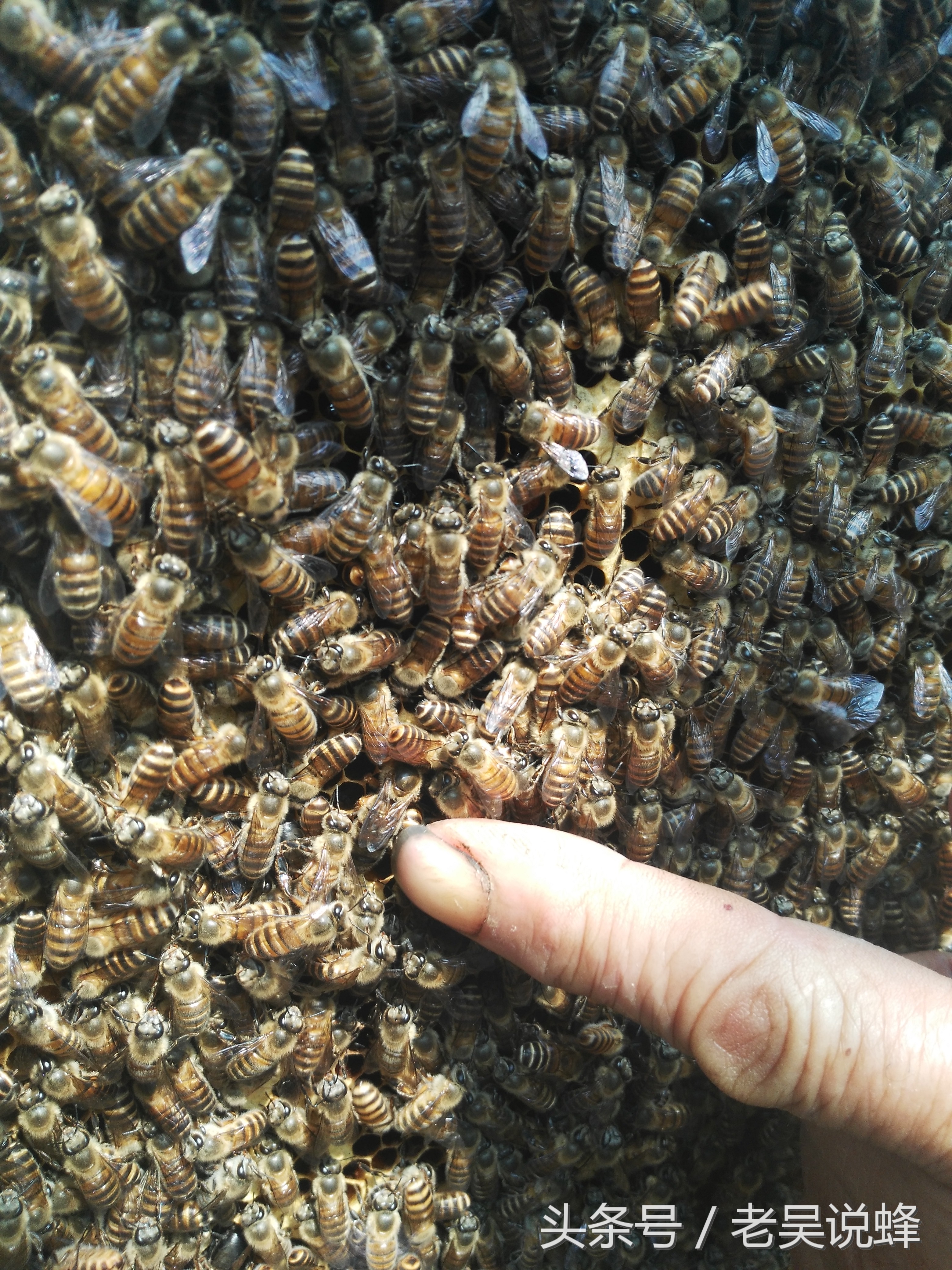 中蜂失王已经工产怎么解决,蜂群有王不产工蜂产雄蜂怎么办