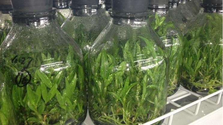 霍山铁皮石斛苗种植方法,铁皮石斛红苗好还是绿苗好