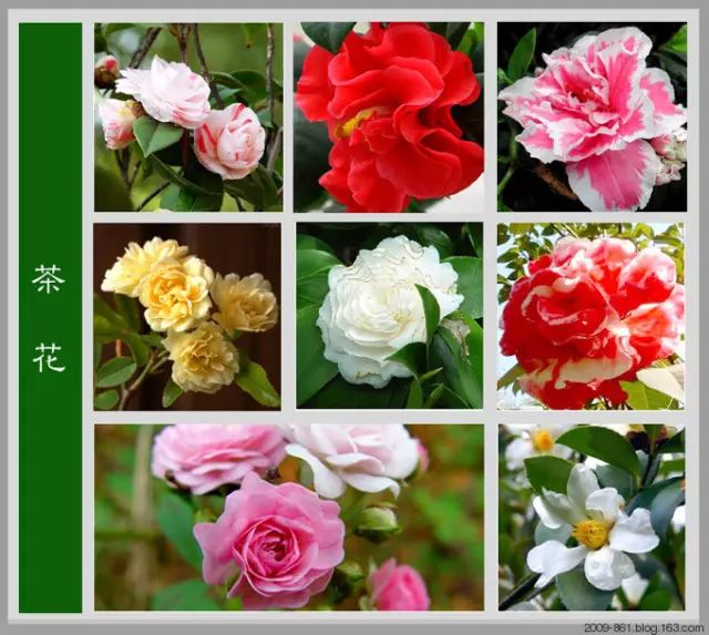 最全花品种,史上最简单的十种花