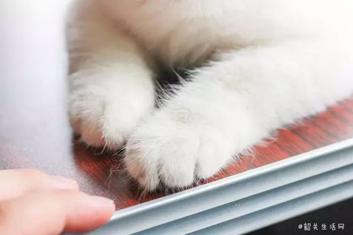 共享吸猫啦！藏身市区小巷内的这家撸猫馆，开门那刻，心就融化了