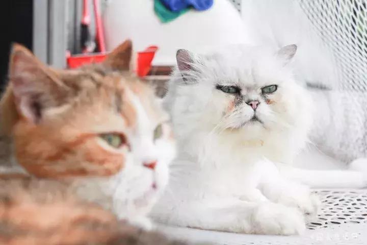 共享吸猫啦！藏身市区小巷内的这家撸猫馆，开门那刻，心就融化了