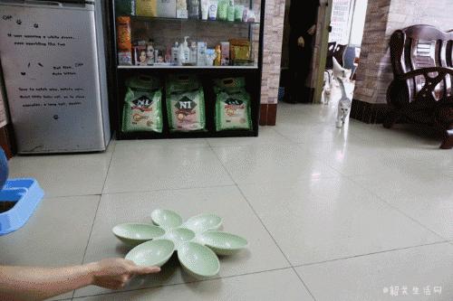 喂！妖妖灵吗？韶关这条巷子内有人聚众吸猫！已经有人沦陷了……