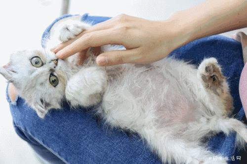 喂！妖妖灵吗？韶关这条巷子内有人聚众吸猫！已经有人沦陷了……