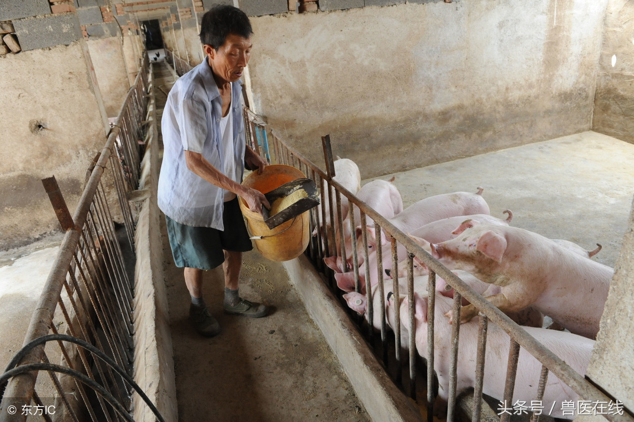 各种病猪的前兆,养猪人员必看猪生病前的几个征兆