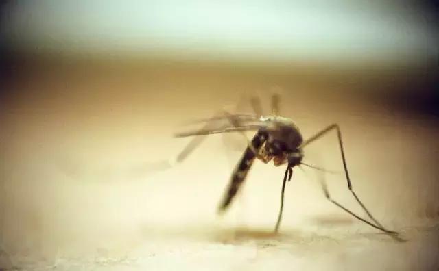 天热了怎么有效驱蚊子,天热驱蚊虫方法