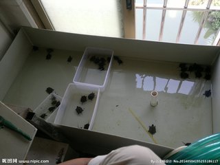 家里养龟能赚钱吗,在家里养龟的最佳位置