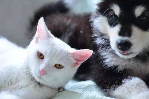 猫咪可以吃一点狗粮吗,可以给猫咪吃狗粮吗