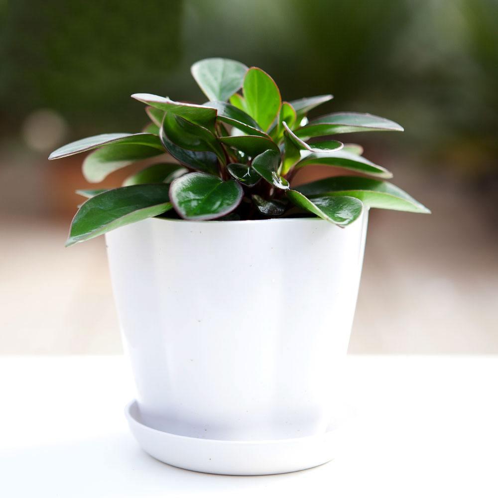 怎样养碧玉花,怎么养碧玉植物