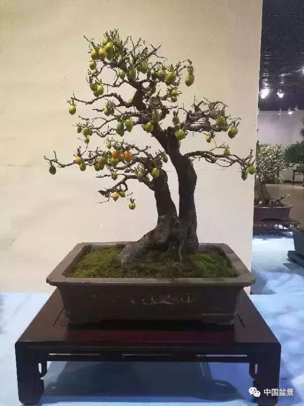 一本双杆式映山红盆景,一本双杆黄杨盆景制作全过程