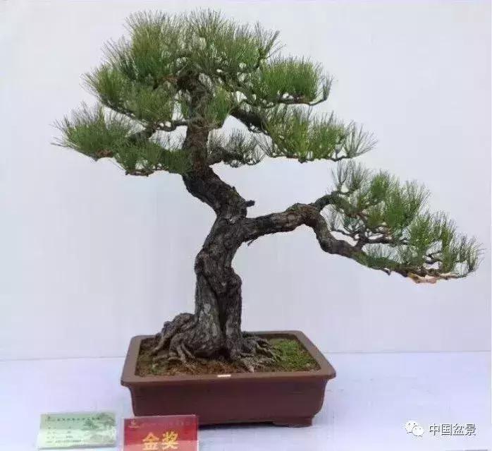 一本双杆式映山红盆景,一本双杆黄杨盆景制作全过程