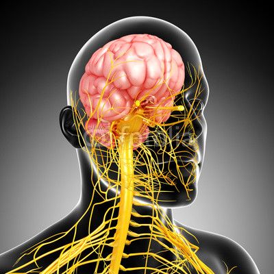 ms免疫疾病是什么,免疫系统的知识讲解