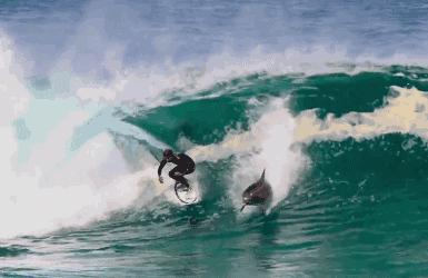 鸟与豚，高智商动物群像