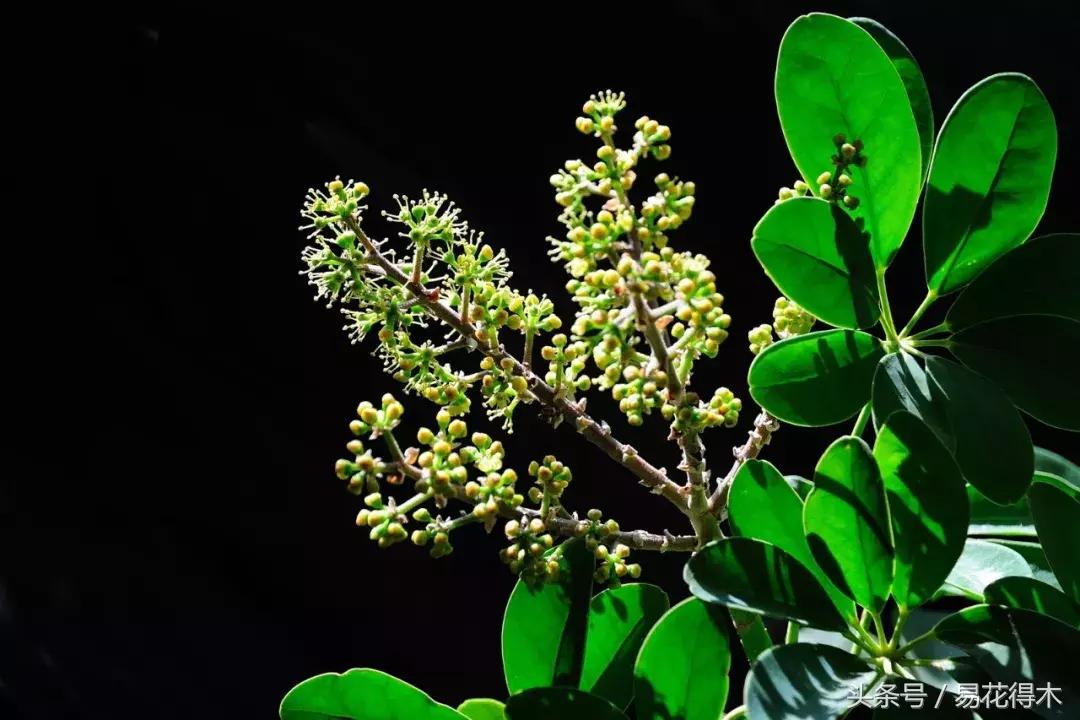 鹅掌柴和鸭脚木的区别,鹅掌柴养护