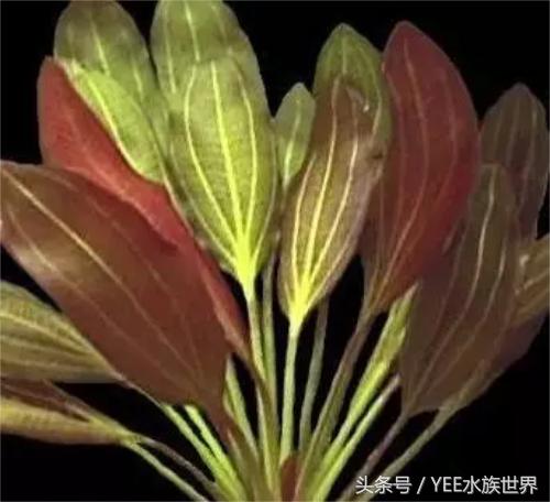 怎么让草缸变得更高级,怎么样让草缸草越来越绿