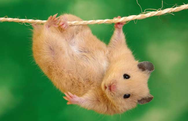 好养的迷你宠物推荐,推荐最好养的迷你宠物