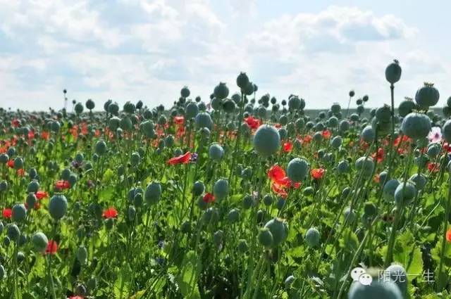 检测吸毒是阴性还是阳性,检测吸毒最长可以查多久前的