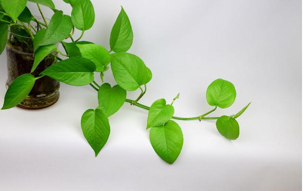 家里有孩子可以养什么花样的植物,什么花适合有宝宝的家庭养