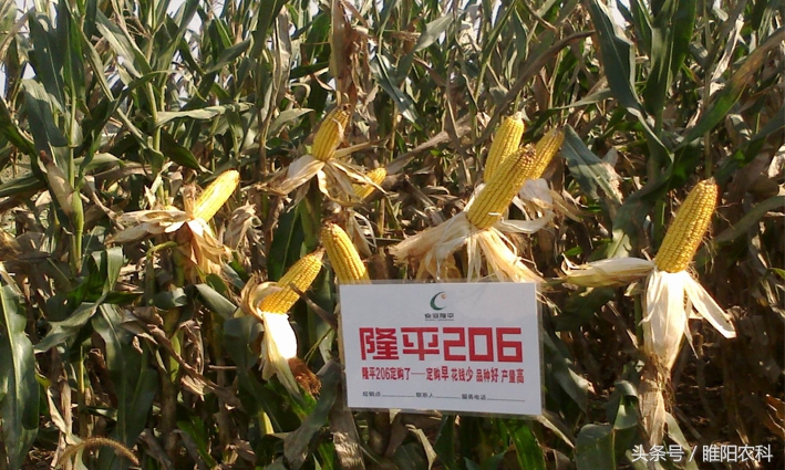 玉米未来的市场前景如何,当前玉米品种最好的是哪个