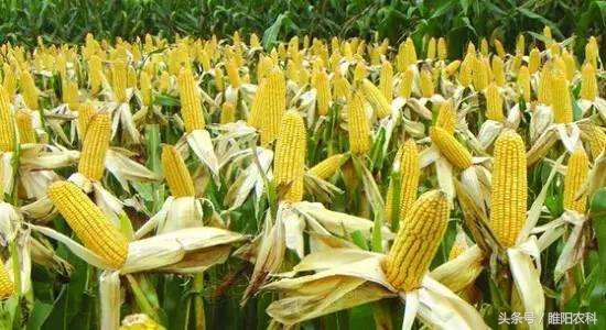 玉米未来的市场前景如何,当前玉米品种最好的是哪个