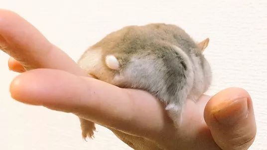 最可爱的仓鼠直接萌化了心,盘点那些白白胖胖的可爱小仓鼠