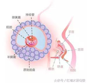孕五周没有孕期反应,孕期指南大全