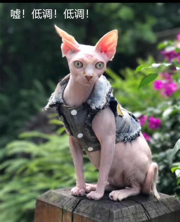 猫咪没精神不想动喜欢趴着,猫咪不爱喝水怎么办