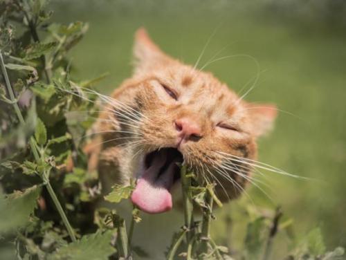 猫咪没精神不想动喜欢趴着,猫咪不爱喝水怎么办