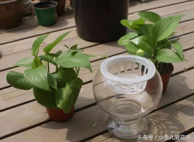 水培绿萝怎么养才能更旺盛不黄叶,水培绿萝怎么养才能更旺盛小妙招