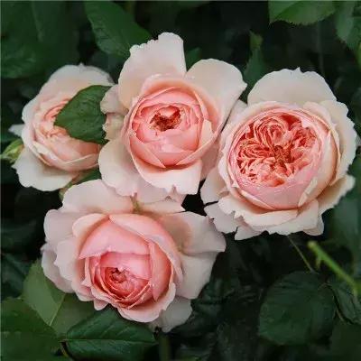 月季玫瑰蔷薇有哪些区别,月季玫瑰蔷薇三者有何区别